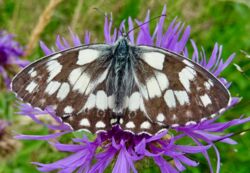 © TAUSENDE GÄRTEN - TAUSENDE ARTEN / NATURGARTEN E. V. / SG