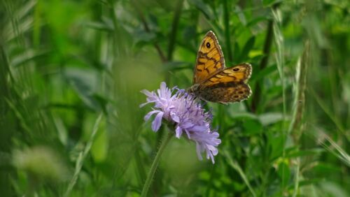 © Tausende Gärten - Tausende Arten / Naturgarten e. V. / SG